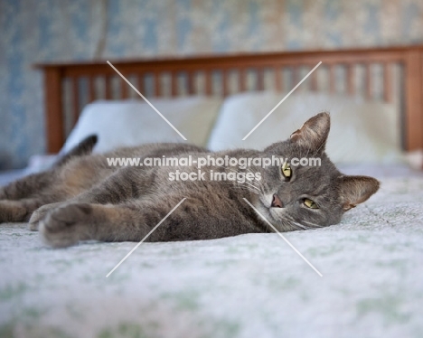 cat resting on bed