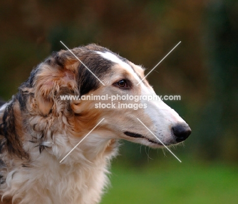 Borzoi profile