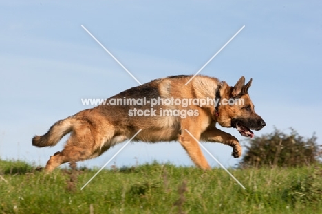 German Shepherd Dog (Alsatian), concentrating