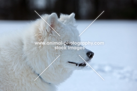 young Samoyed, profile in snow