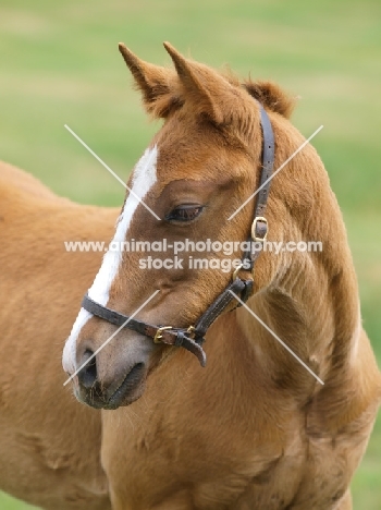 Thoroughbred foal