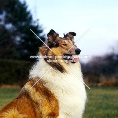 rough collie looking proud 