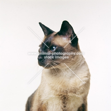 old style seal point siamese cat 