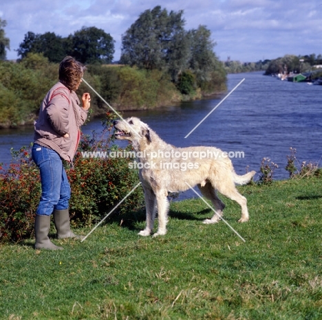 zena thorn-andrews posing her irish wolfhound