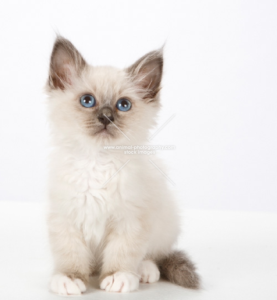 Birman kitten looking up