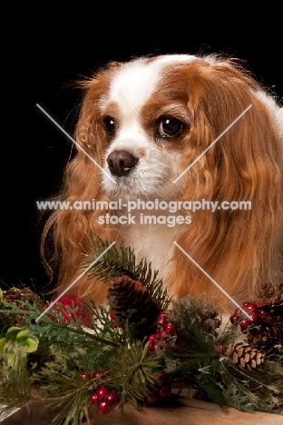 cavalier king charles spaniel portrait