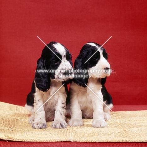 two english cocker spaniel puppies sitting