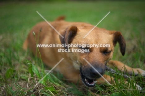 small mongrel dog chewing a stick in the grass