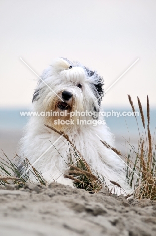 Old English Sheepdog on the beach