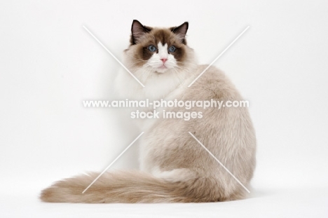 Ragdoll on white background, Seal Point Bi-Color, back view