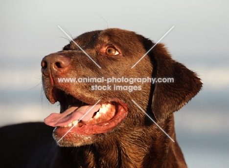 chocolate Labrador Retriever