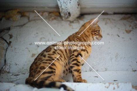 Side view of a bengal cat sitting