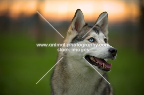alaskan malamute mix with odd eyes, sunset in the background