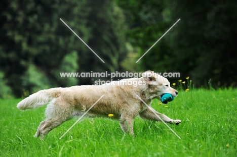 Golden Retriever running in field