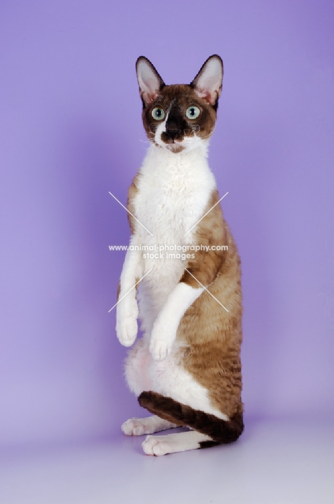chocolate and white coloured cornish rex cat, standing on hind legs