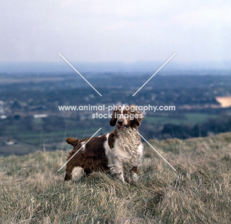 sh ch liza of linkhill, welsh springer spaniel standing on hillside