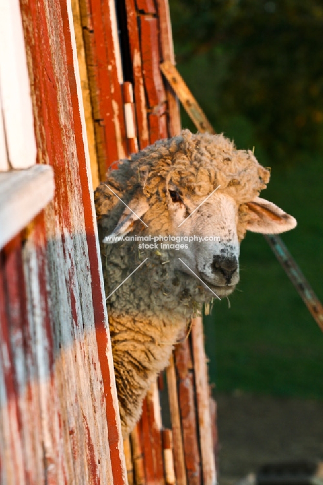 Mixed breed sheep poking his head out a barn door.