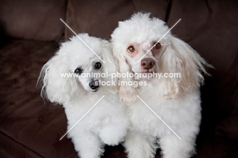 toy and miniature poodle sitting together