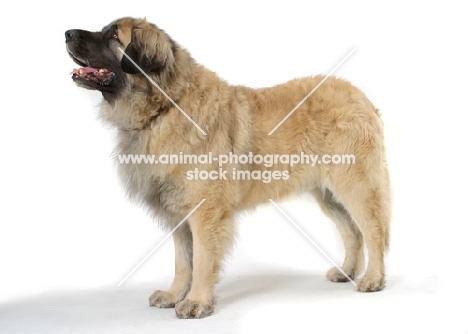 Leonberger, Australian Champion, side view