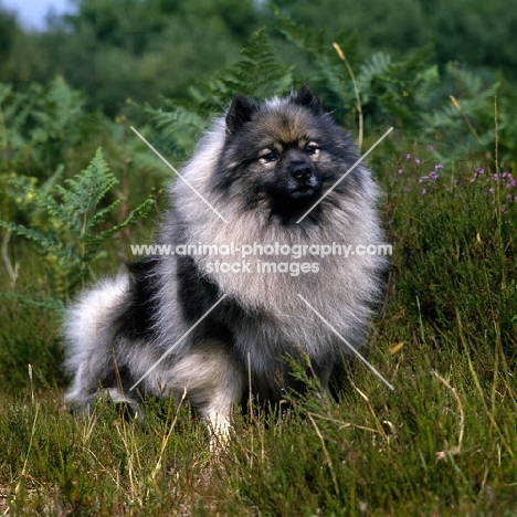 ch neradmik jupiter, keeshond, CC breed record holder