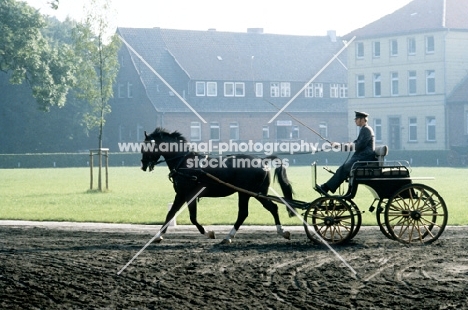 driven hanoverian at celle