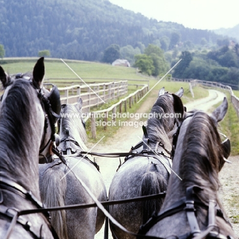 Lipizzaners, four in hand, from driver's viewpoint, at Piber