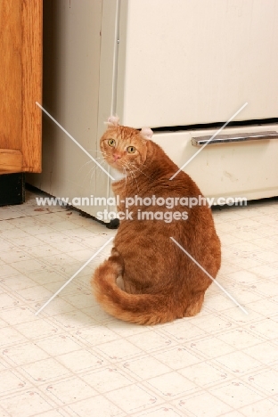 American Curl in kitchen