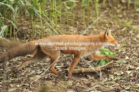 red fox running through maize field