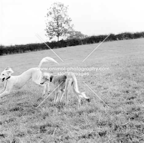 two salukis in a field