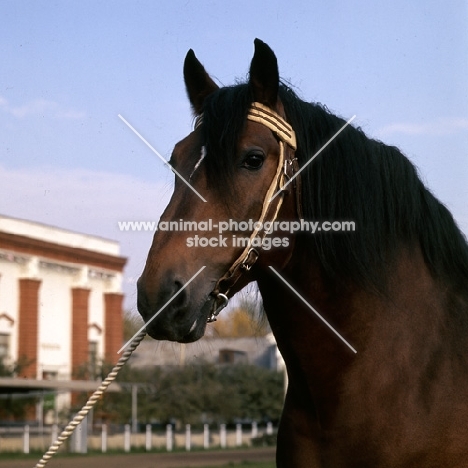 Tyrou, vladimir stallion at moscow exhibition