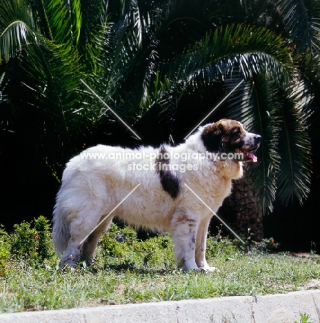 gotonsky de raco vedat, pyrenean mastiff standing