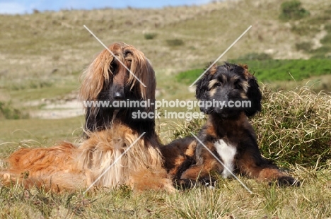 adult Afghan Hound with puppy