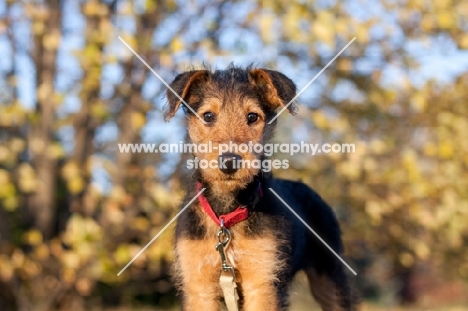 Airedale puppy looking at camera