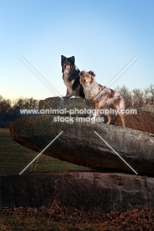 Australian Shepherd Dog