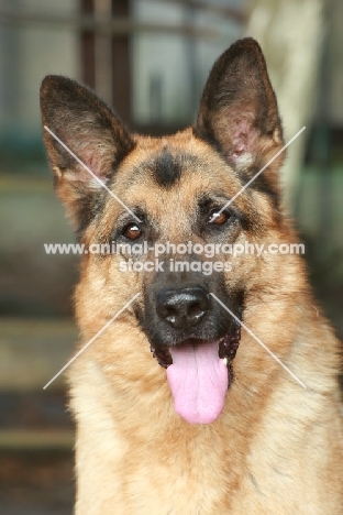 German Shepherd Dog (Alsatian), portrait