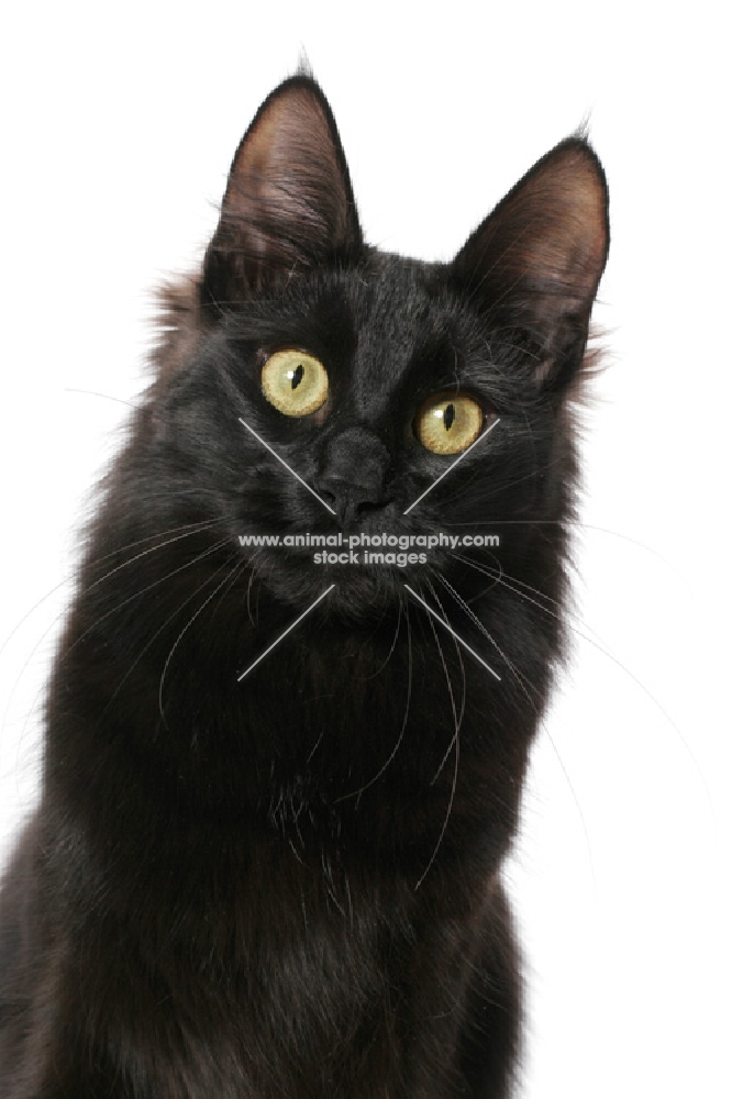 black Turkish Angora cat, looking at camera