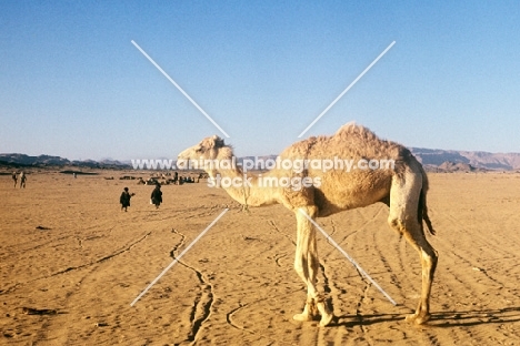 camel in the desert