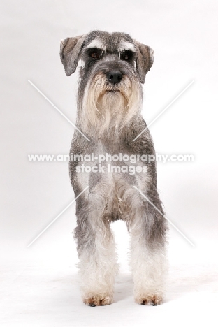 Salt & Pepper Schnauzer, Australian Champion