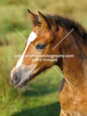 Welsh Cob (section d) foal