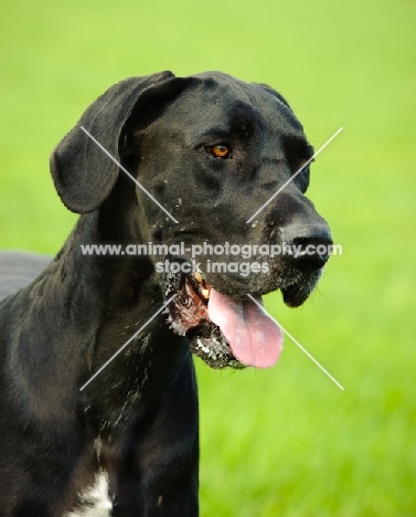 Great Dane head study