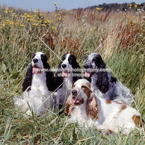 four english cocker spaniels sitting in long grass