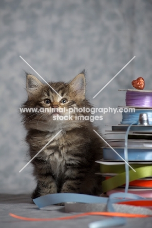 norwegian forest kitten sitting near colored ribbons