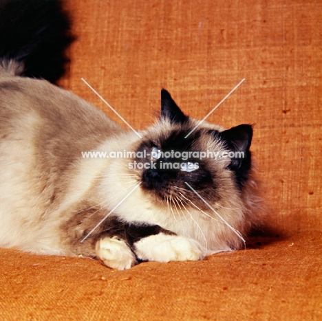 seal point birman cat