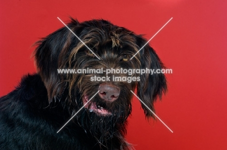 German Wirehaired Pointer isolated on a red background