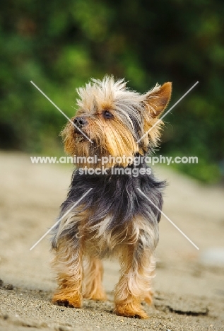 Yorkshire Terrier standing on sand