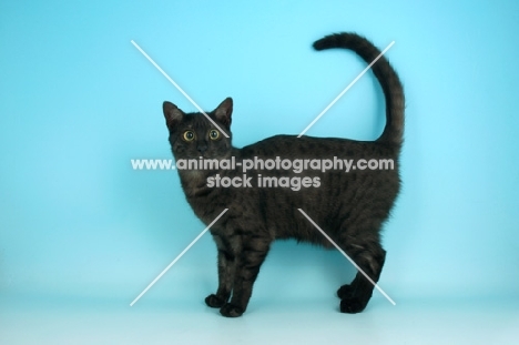 smoke egyptian mau standing on blue background