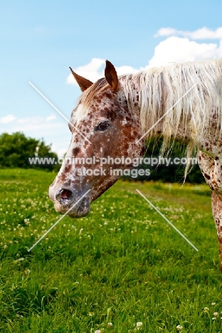 Appaloosa horse