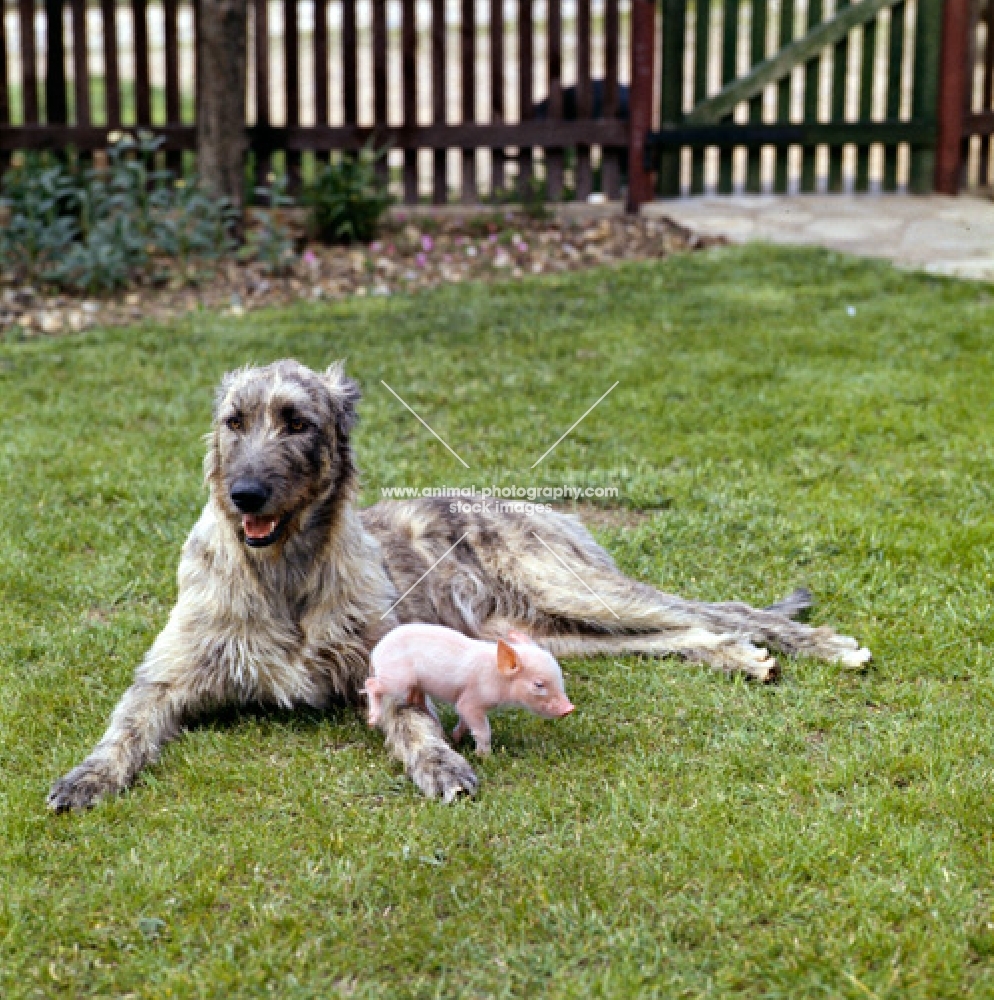 irish wolfhound with a piglet