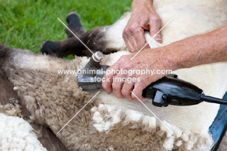 shearing a suffolk sheep