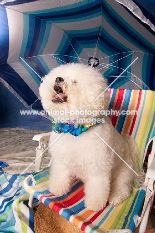 Bichon Frise under parasol